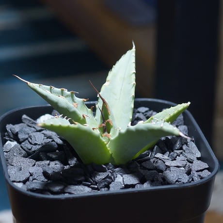 アガベ ハイブリッド 妖炎 x シーザー 強棘 コレクション株 サイズ良好