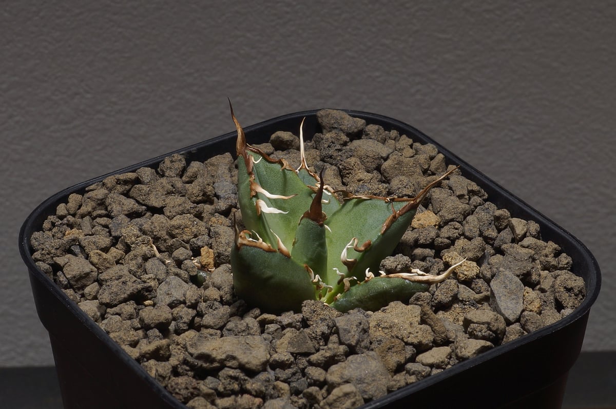 アガベ オアハカ オテロイ/ox-02 | アガベ専門店 モンスターハウス