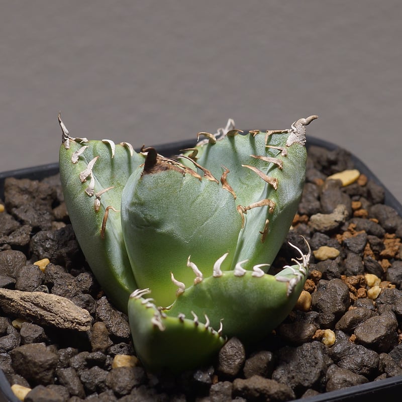 アガベ チタノタ 魔丸 / MG-04 | アガベ専門店 モンスターハウス