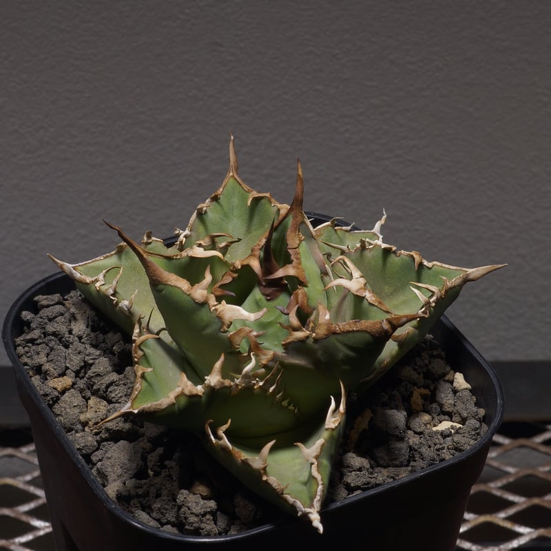 【最終値下げ】[コレクション株］アガベ　オテロイ\" Oaxaca\"ボールタイプ 最終値下げ】[コレクション株］アガベ オテロイ