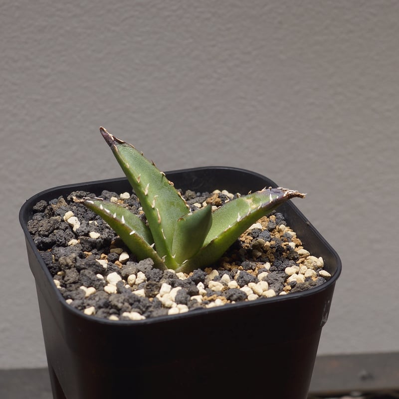 アガベ　チタノタ　黒帝斯　ハデス　doragon agave産 アガベ チタノタ ハデス / 黒帝斯、恐竜牙歯 【台湾 dragon