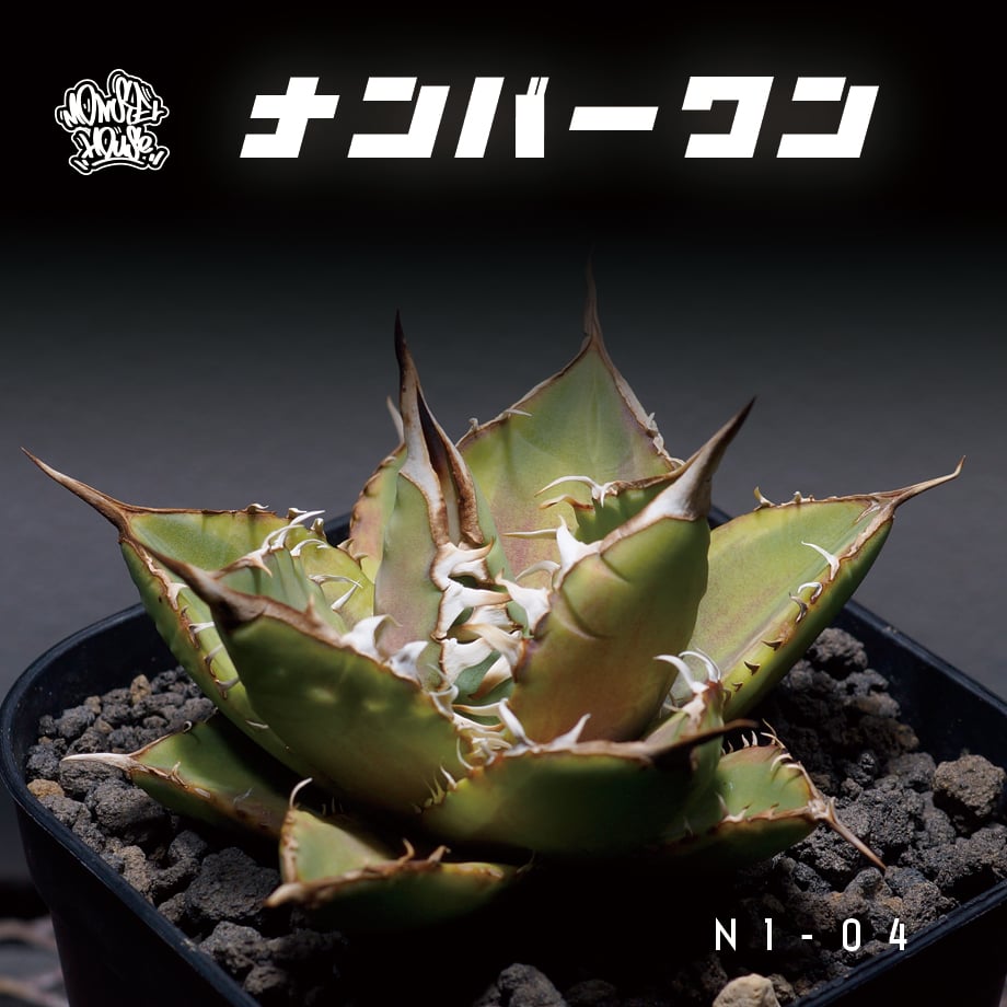 アガベ チタノタ ナンバーワン錦/子株 N1-04 | アガベ専門店