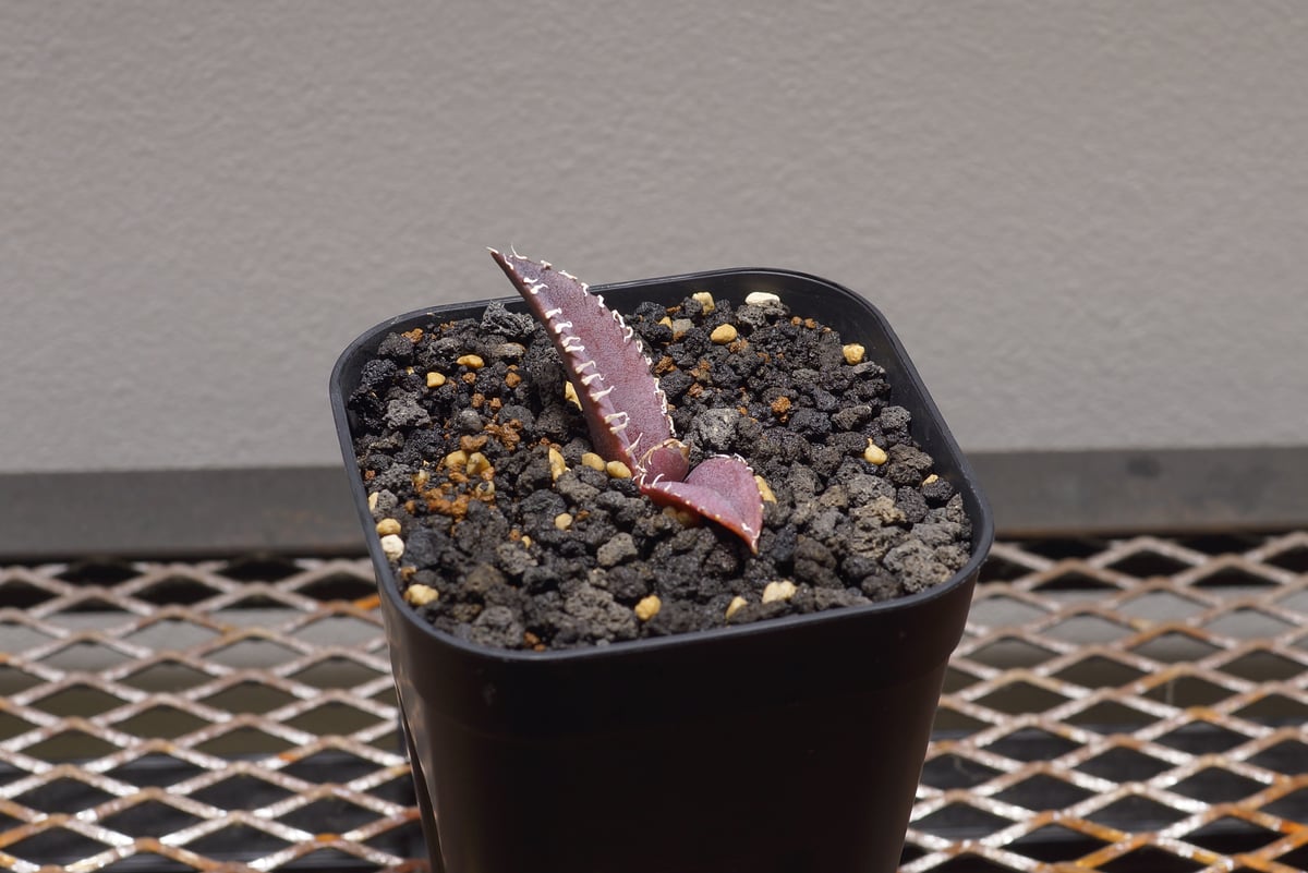 超美株❗️チタノタ　金剛　キングコング　タグ付き❗️【4】 超美株❗️チタノタ 金剛 キングコング タグ付き❗️【4】 アガベ