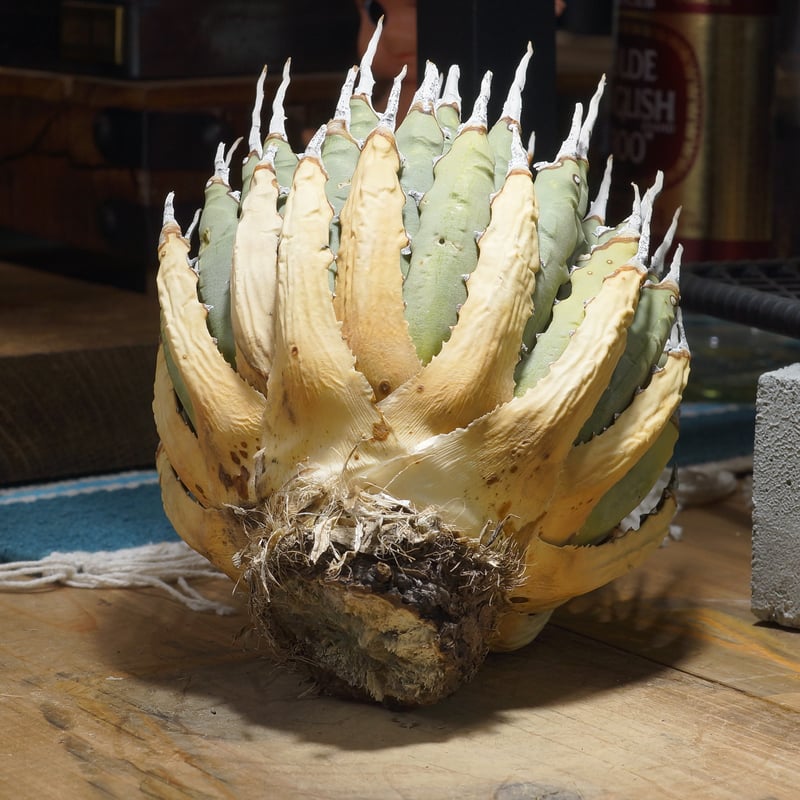 アガベ ユタエンシス エボリスピナ / ES-28 | アガベ専門店 モンスター