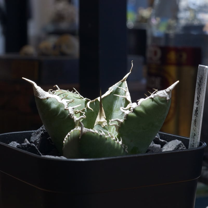 年末セールアガベチタノタ悪魔くん‼️10890-2000 夏セールアカベチカノタ悪魔くん‼️10890-500 夏セールアカベチカノタ悪魔