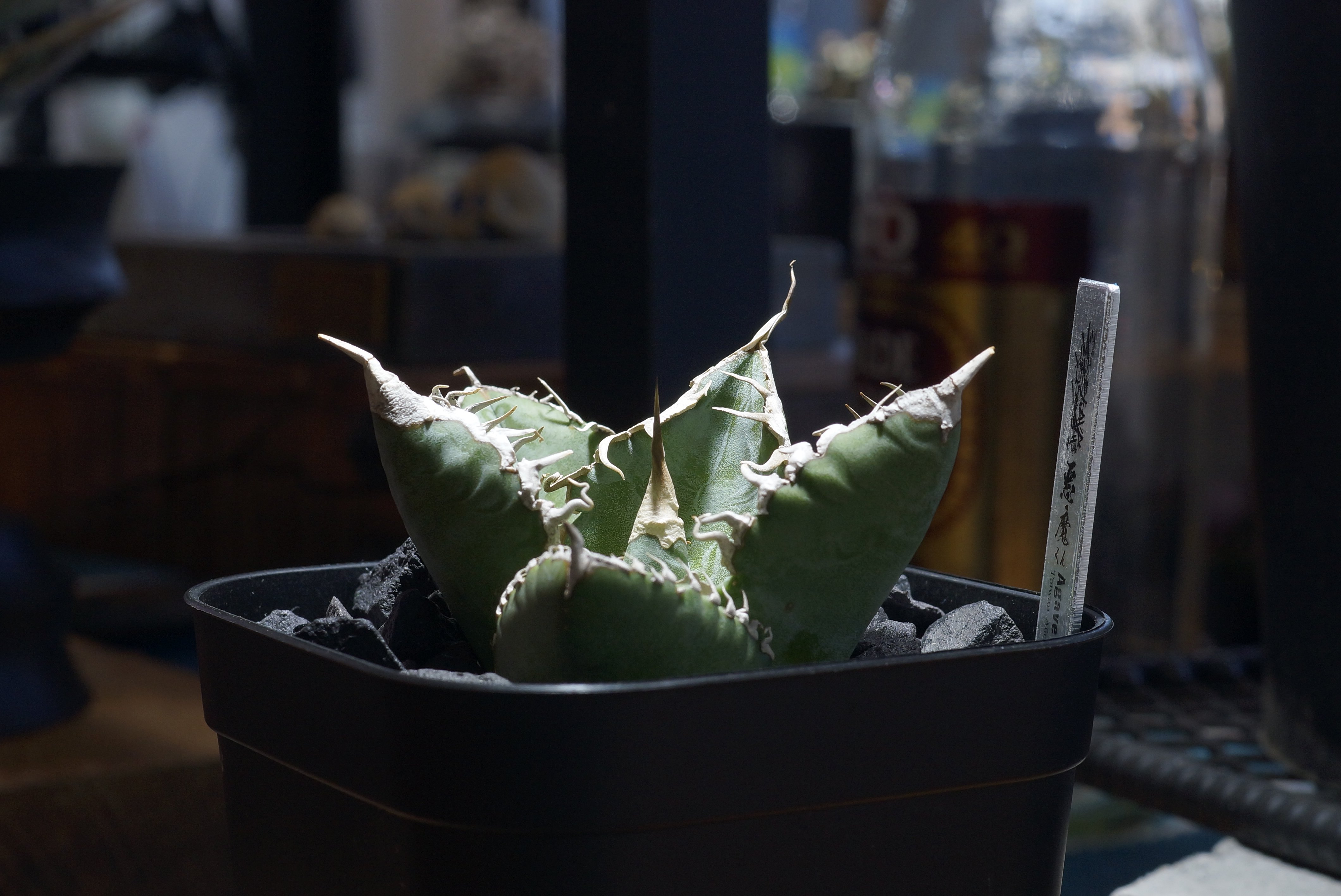 アガベ チタノタ 悪魔くん　Agave アガベ チタノタ 悪魔くん ak-01 | アガベ専門店 モンスターハウス