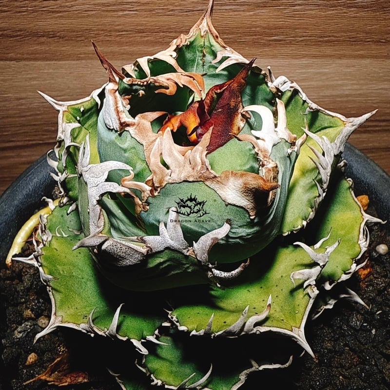 アガベ チタノタ 皇冠/ Dragon Agave産 cw-01 | アガベ専門店 モンスタ