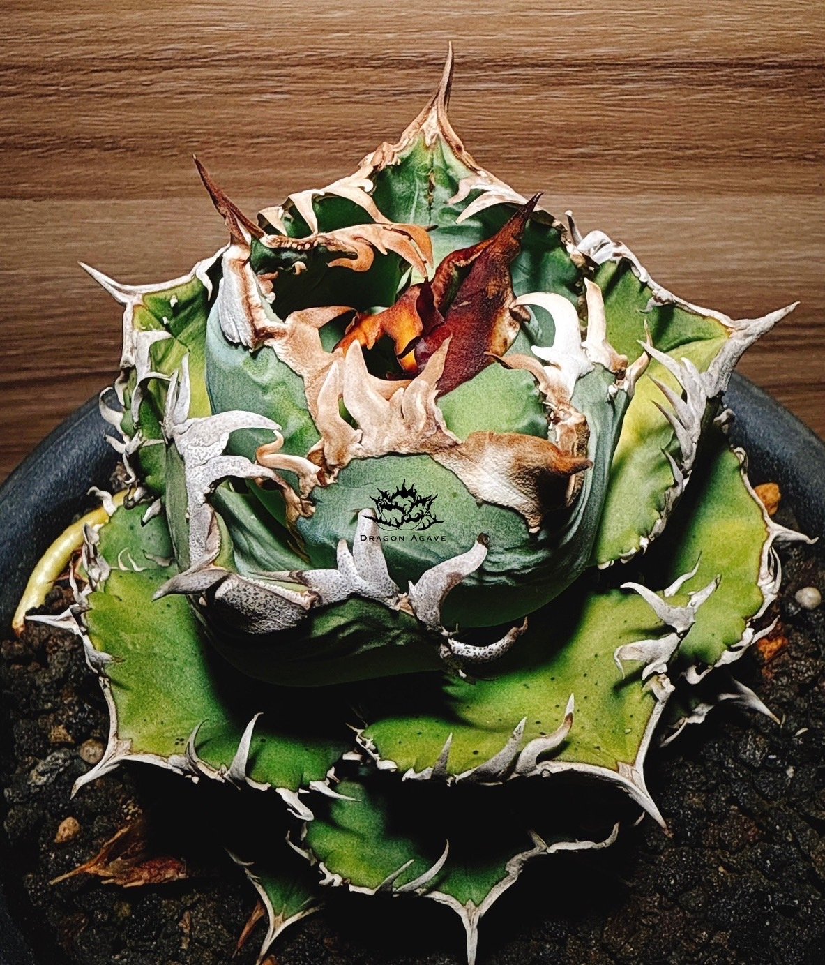 アガベ チタノタ 皇冠/ Dragon Agave産 cw-01 | アガベ専門店 モンスタ