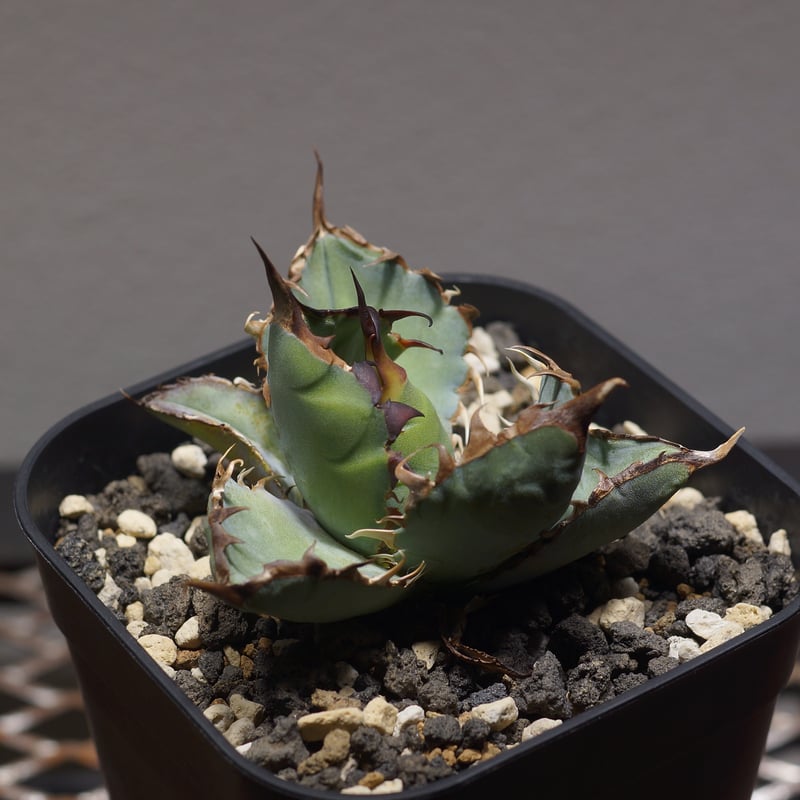 アガベ ブラック＆ブルー(BB) 50cm以上 アガベ ブラック＆ブルー(BB) 50cm以上 アガベ・チタノタ