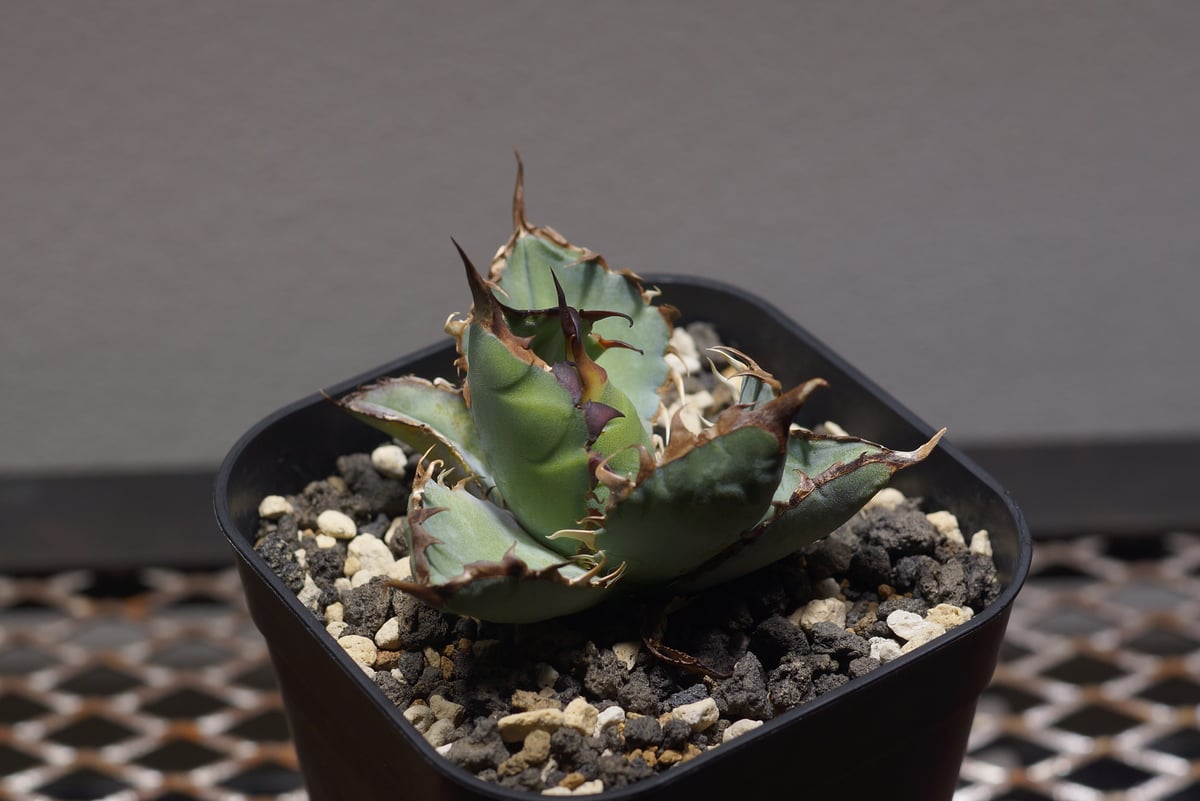 アガベ チタノタ ブラックアンドブルー/bb-30 | アガベ専門店