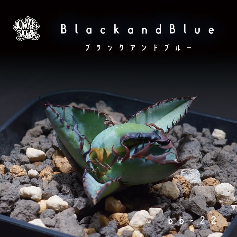 親株出品　アガベ　チタノタ　BB ブラック&ブルー no.10 アガベ チタノタ ブラックアンドブルー Agave titanota