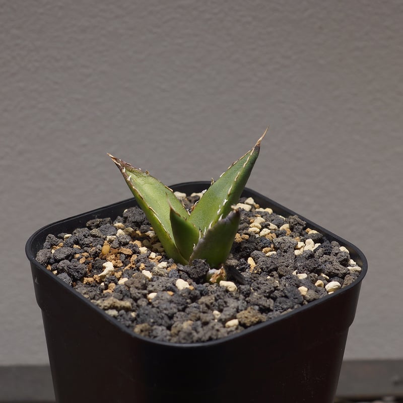 アガベ チタノタ ハデス / 黒帝斯 HD-01 | アガベ専門店 モンスターハウス