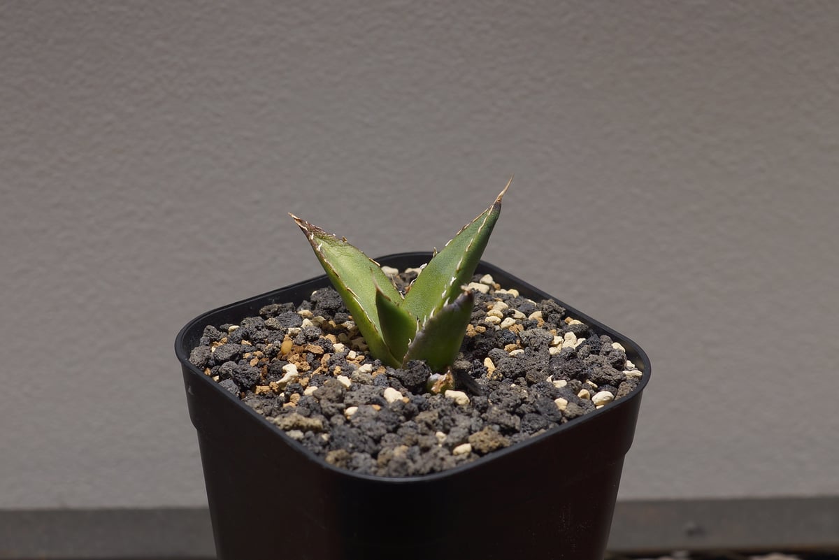 アガベ チタノタ ハデス / 黒帝斯 HD-01 | アガベ専門店 モンスターハウス