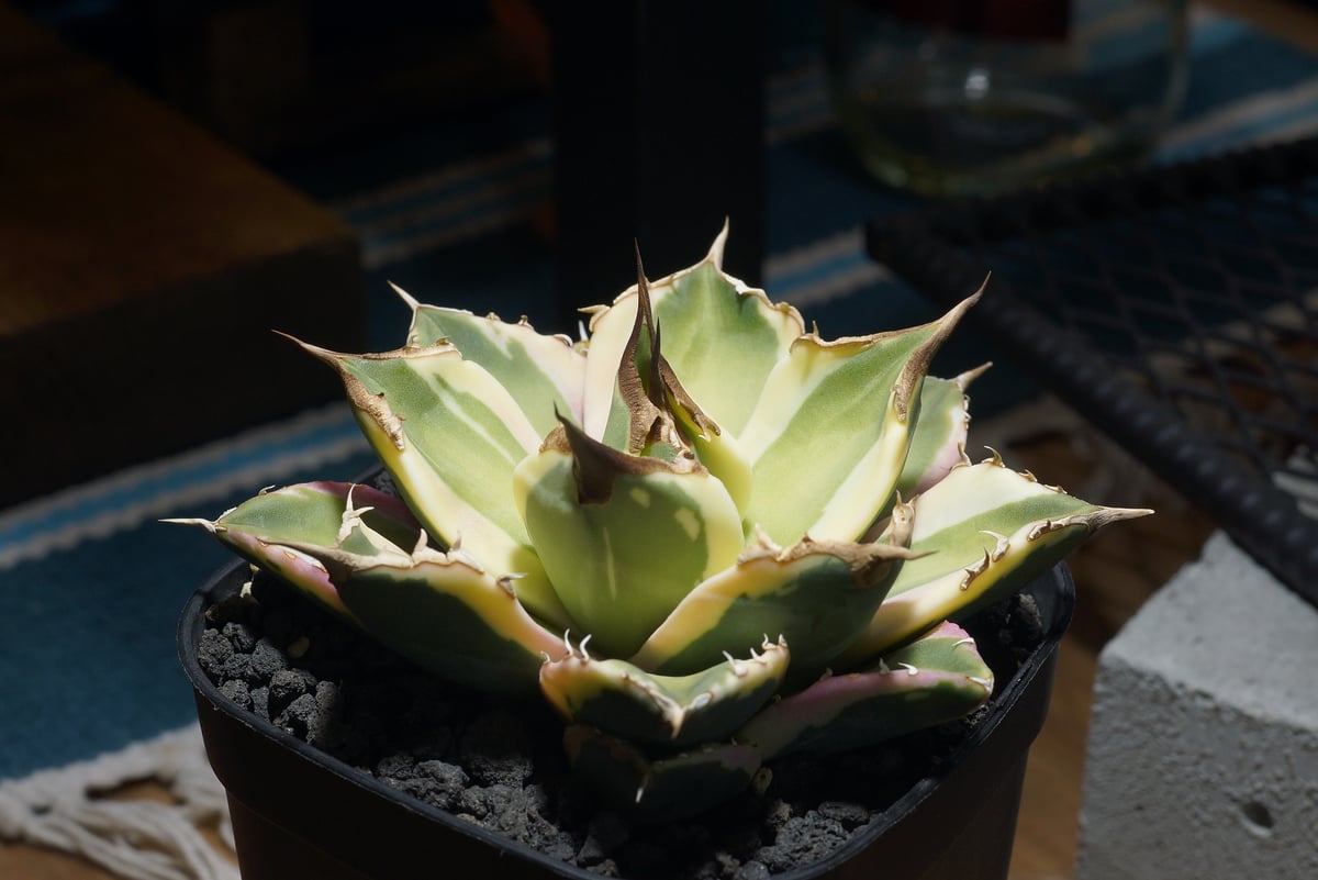 アガベ チタノタ スナグルトゥース 暴牙 /ST-01 | アガベ専門店