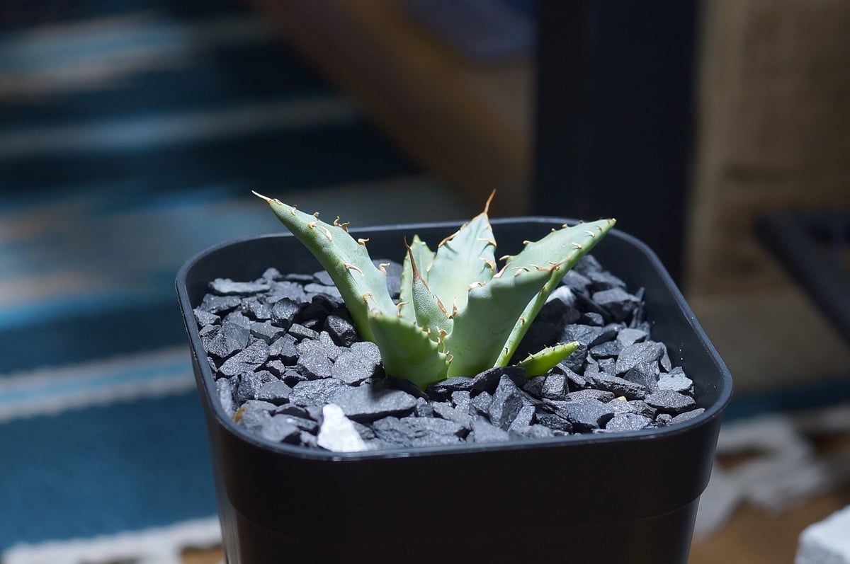 アガベ ハイブリッド 妖炎×姫厳竜/ Y×H-03 | アガベ専門店