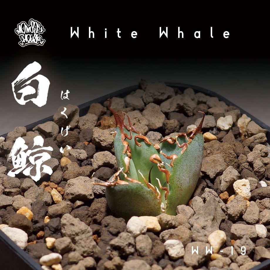 アガベ チタノタ 白鯨/ww-19 | アガベ専門店 モンスターハウス アガベ チタノタ 白鯨/ww-19 | アガベ専門店 モンスターハウス