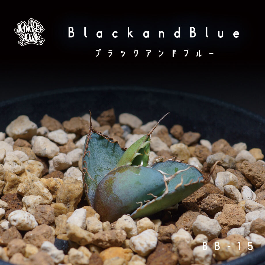 アガベ チタノタ ブラックアンドブルー(bb-15)BB子株 | アガベ アガベ チタノタ ブラックアンドブルー(bb-15)BB子株 | アガベ