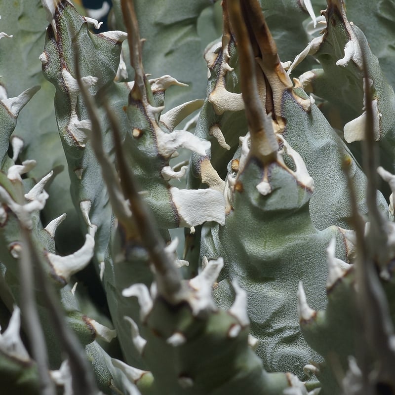 アガベ ユタエンシス エボリスピナ / ES-25 | アガベ専門店 モンスター