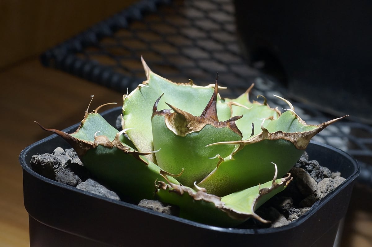 アガベ チタノタ 黒豹 OC 親株 子株付き 【Priki Plants】 アガベ チタノタ 黒豹 OC 親株 子株付き 【Priki Plants】 アガベ