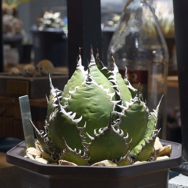 アガベ ホリダ hh-01 | アガベ専門店 モンスターハウス