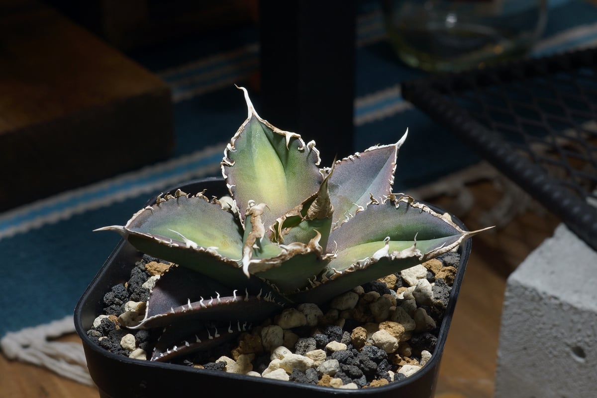 アガベ チタノタ 緑幽霊 / GG-06 | アガベ専門店 モンスターハウス