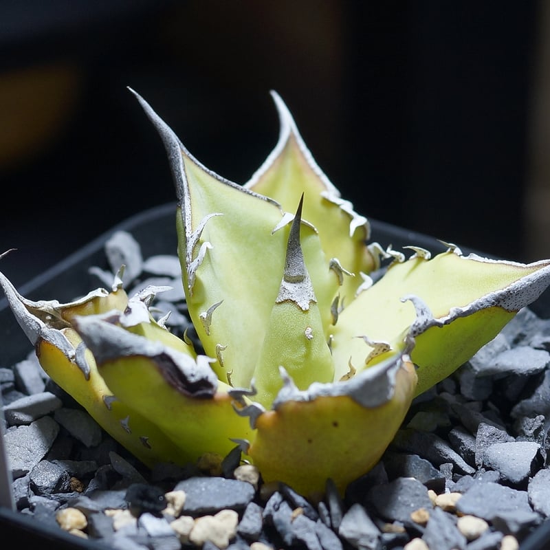 アガベ　チタノタ　キングアーサー　子株1 Agave Titanota King Arthur 亞瑟王👑 毒刺産キングアーサー