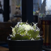 アガベ オアハカ オテロイ/ 親株 ox-08 | アガベ専門店 モンスターハウス