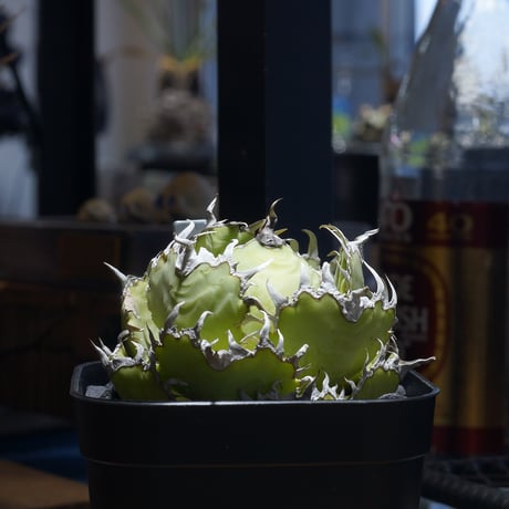 アガベフィリグリー | STORES