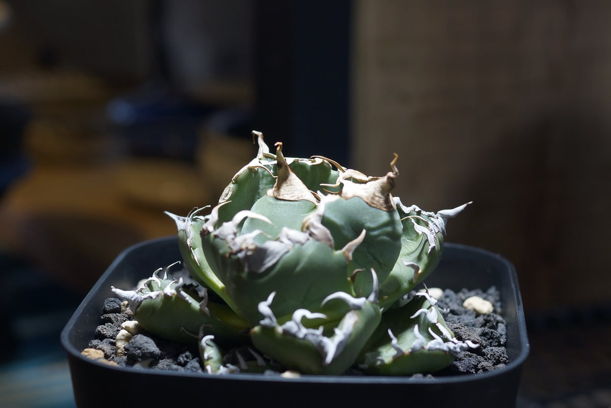 アガベ　チタノタ　中株セット　8株 アガベ チタノタ 魔丸 / MG-08 | アガベ専門店 モンスターハウス