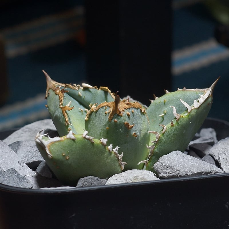 アガベ チタノタ 鰐亀 / WG-02 | アガベ専門店 モンスターハウス