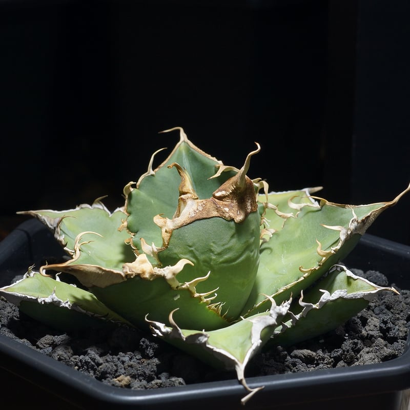 アガベ チタノタ 緑幽霊 / GG-11 | アガベ専門店 モンスターハウス