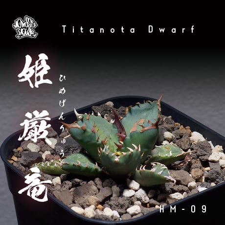 アガベ チタノタ　姫厳竜？　whnursery アガベ チタノタ 姫嚴龍 whnursery ザ・ファームセレクト][送料無料