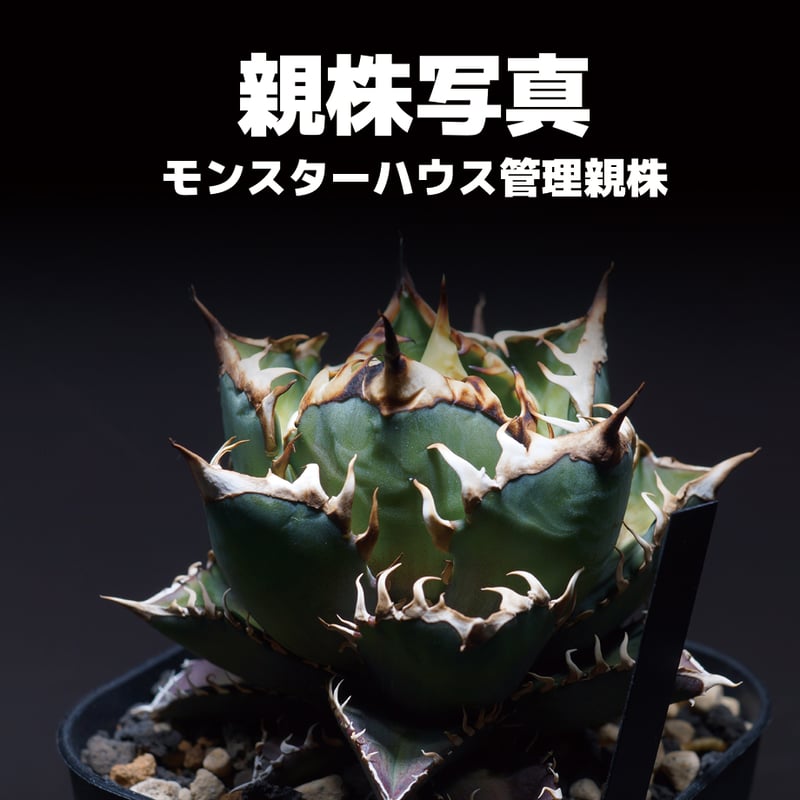 アガベ チタノタ レッドキャットウィーズル / 赤猫 RC-07 アガベ チタノタ レッドキャットウィーズル / 赤猫 RC-07