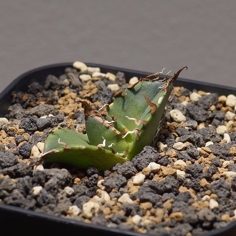 アガベ チタノタ シーザー 凱撒/cae-08 | アガベ専門店 モンスターハウス