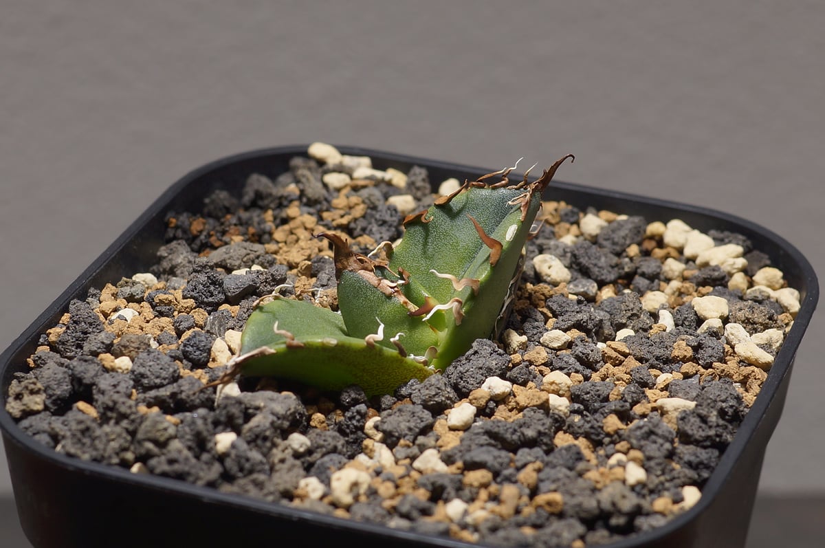 アガベ チタノタ シーザー 凱撒/cae-08 | アガベ専門店 モンスターハウス