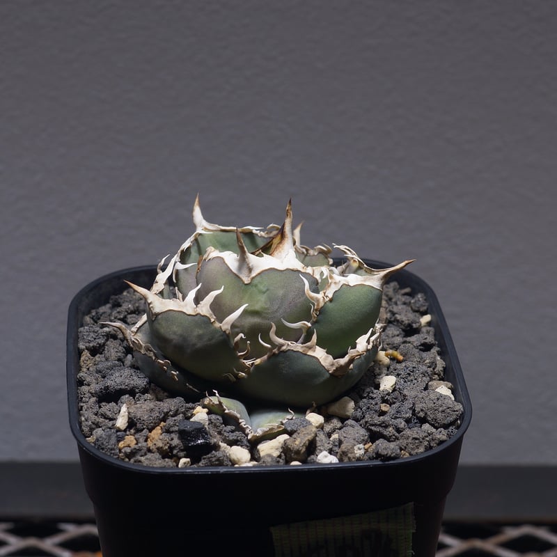 アガベ オテロイ実生 選抜【特】 アガベ 【選抜】オテロイ実生 | DM