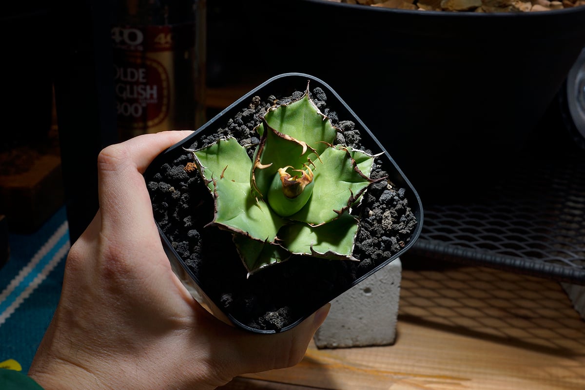 アガベ チタノタ 白犀牛/ wr-07 | アガベ専門店 モンスターハウス