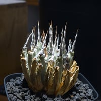 アガベ チタノタ 龍牙 / RG-01 | アガベ専門店 モンスターハウス