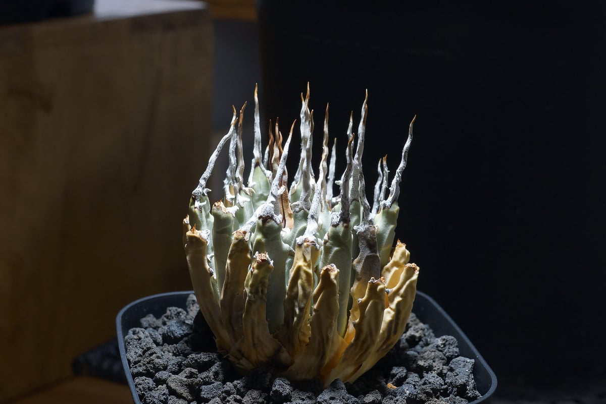 アガベ ユタエンシス エボリスピナ / ES-07 | アガベ専門店 モンスター