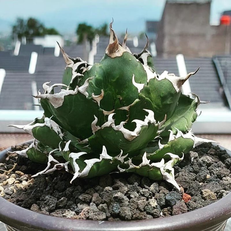 大好評！アガベ希少品種15点セット アガベ☆希少15品種セット☆ 大好評！！アガベ☆希少品種15株セット