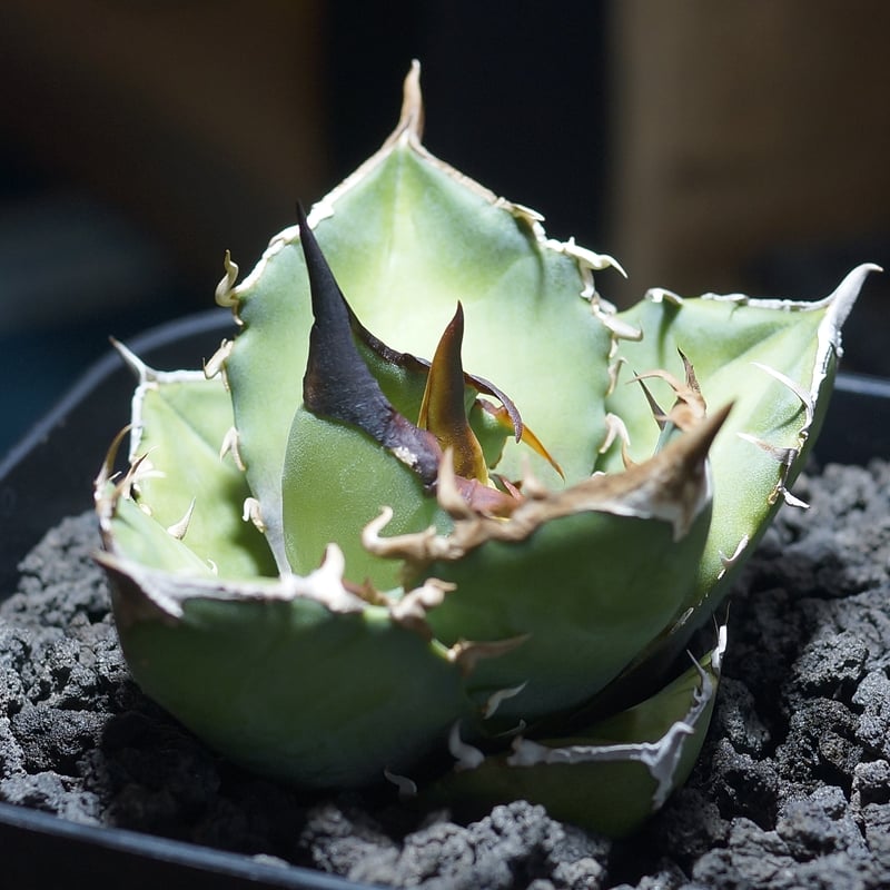 アガベ チタノタ 白犀牛/ wr-03 | アガベ専門店 モンスターハウス