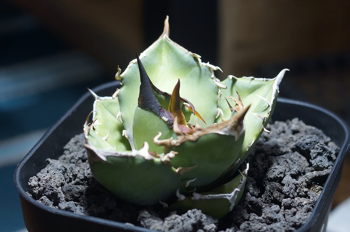 アガベ チタノタ 白犀牛/ wr-03 | アガベ専門店 モンスターハウス