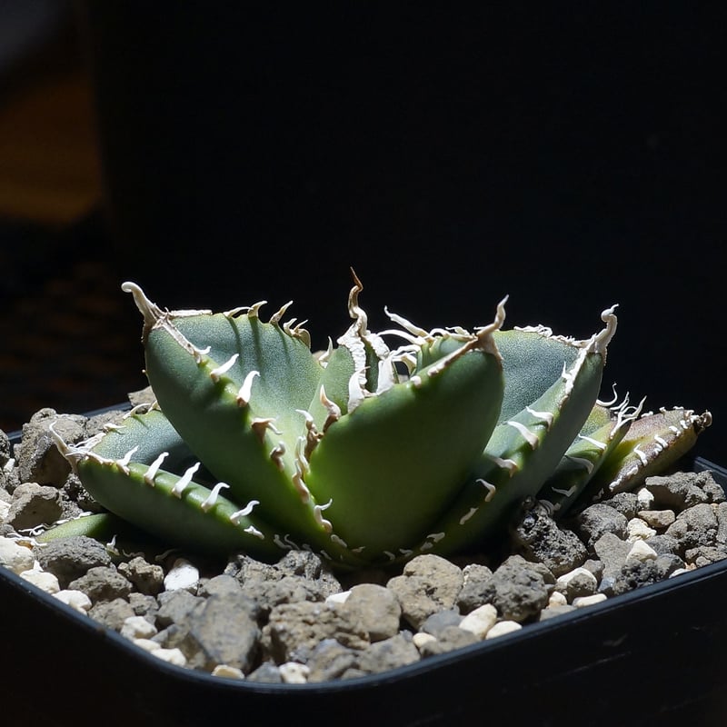 アガベ チタノタ 南アフリカダイヤモンド / SAD-13 | アガベ専門店