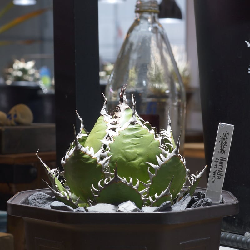 アガベ　ホリダ アガベ ホリダ hh-02 | アガベ専門店 モンスターハウス