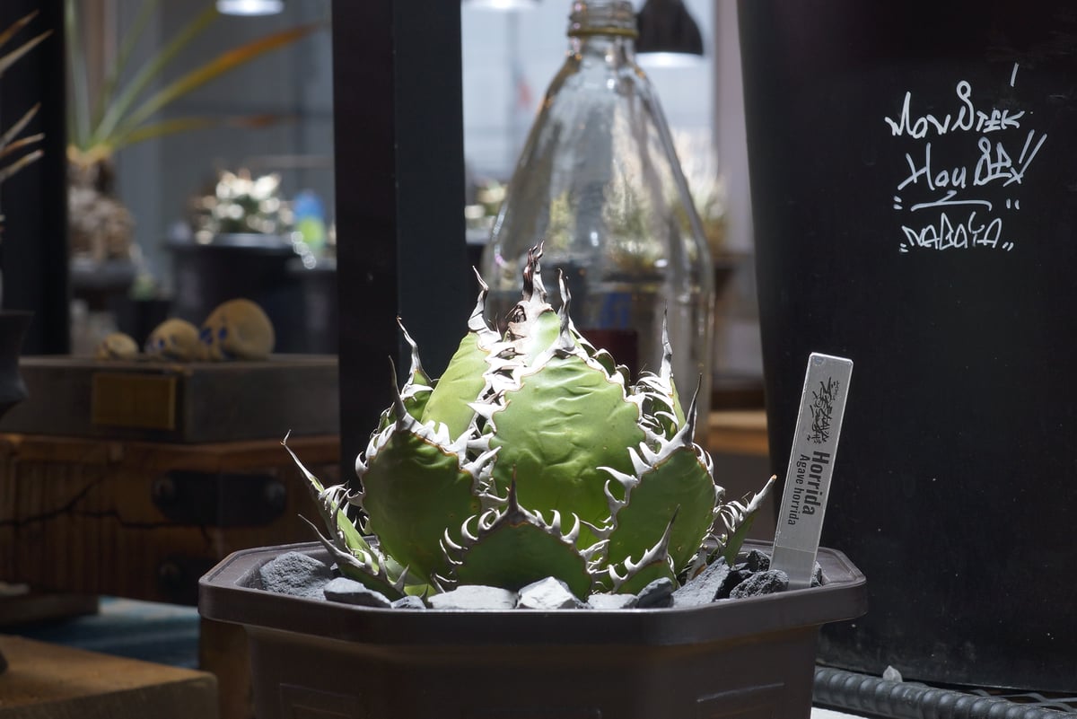 アガベ ホリダ hh-02 | アガベ専門店 モンスターハウス