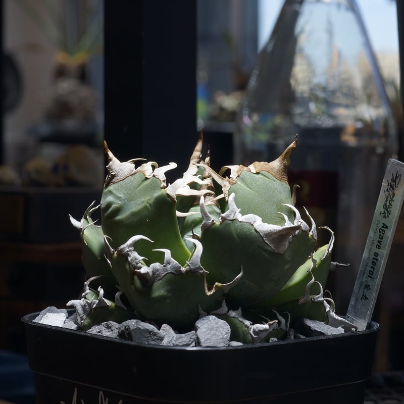 アガベ チタノタ 魔丸 / MG-11 | アガベ専門店 モンスターハウス