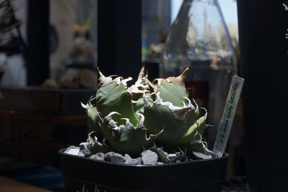 アガベ チタノタ 魔丸 / MG-11 | アガベ専門店 モンスターハウス