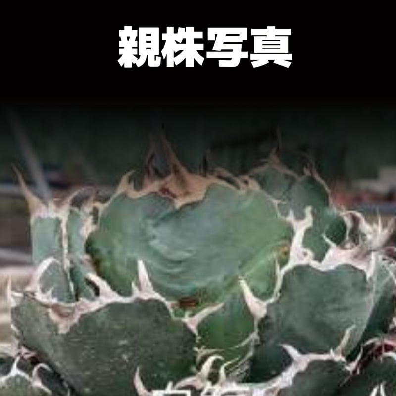 アガベ チタノタ 白鯨/ww-20 | アガベ専門店 モンスターハウス