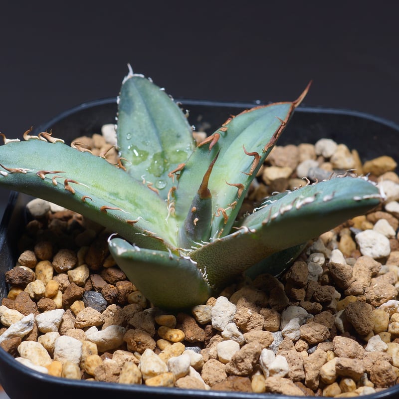 アガベ オテロイ FO-76/F-15 | アガベ専門店 モンスターハウス