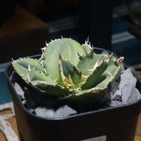 アガベ チタノタ 金剛 キングコング / KK-03 | アガベ専門店